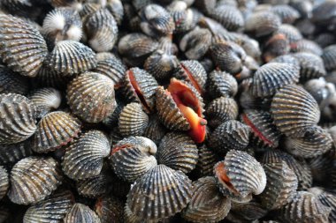 Arka plan taze ve çiğ büyük cockle veya kan cockie için yukarıya kapatmak