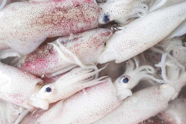 Świeże kalmary na lodzie w rynku — Zdjęcie stockowe
