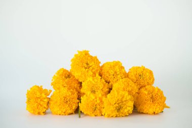 beyaz zemin üzerine sarı kadife çiçeği çiçek