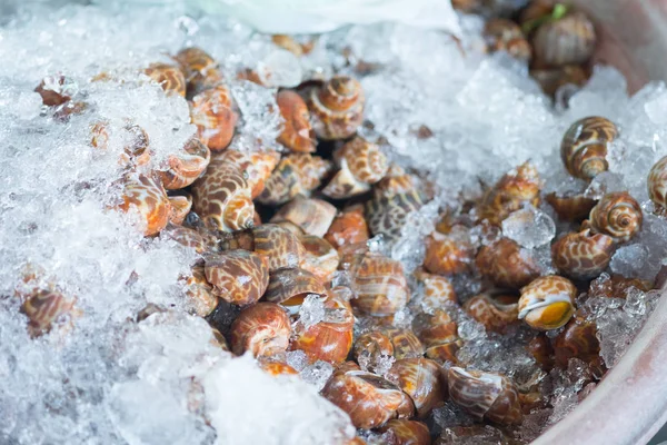 Fresh spotted babylon piled up on crushed ice for sale