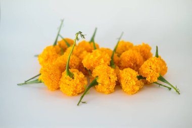 beyaz zemin üzerine sarı kadife çiçeği çiçek