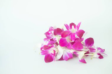 Menekşe beyaz arka plan üzerinde orkide