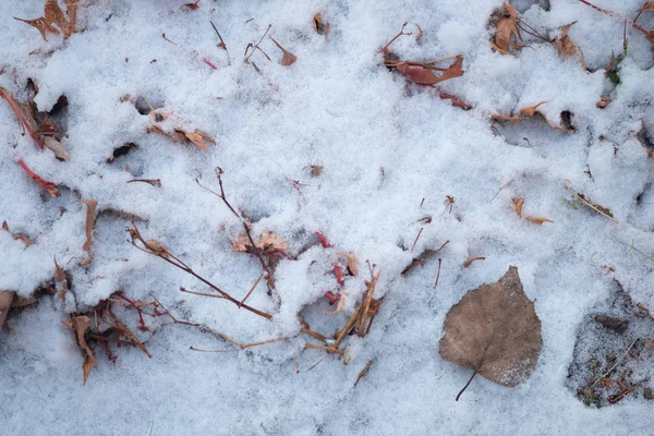 Сухе листя на землі зі снігом — стокове фото