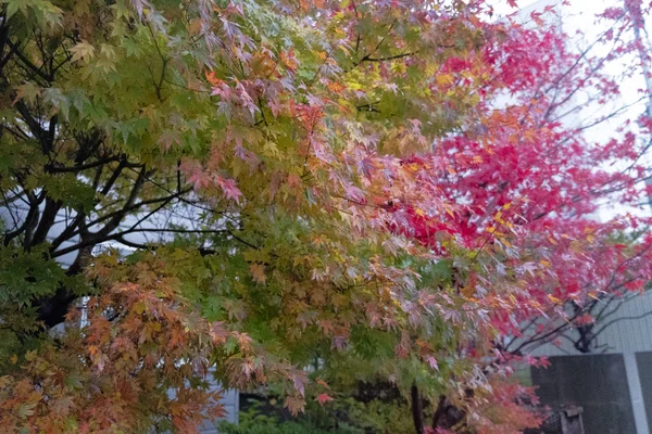 Pink and green Japanese Maple trees in the park