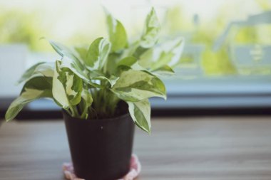 Çiçek saksısındaki bitkiler pencerenin yanındaki masada..