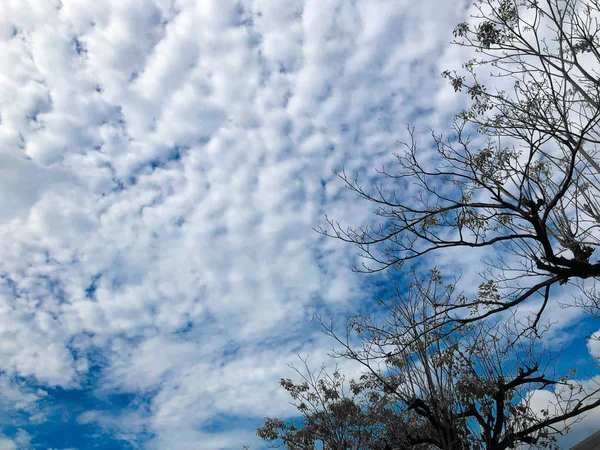 Branches of trees against with cloud background. — Stock Photo, Image