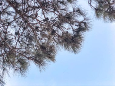 Mavi gökyüzüne karşı çam ağacı.