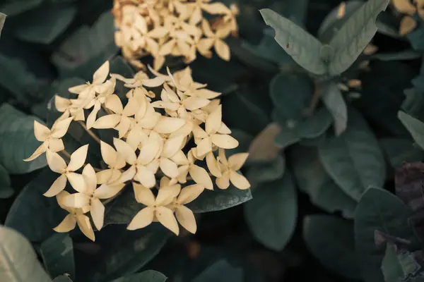 Fiore ixora giallo e foglie verdi — Foto Stock