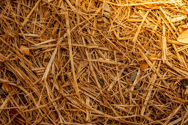 Paille de foin fond jaune — Photo