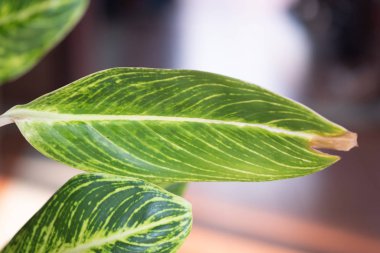 Çin Evergreen veya Aglaonema tevazusunu bırakır