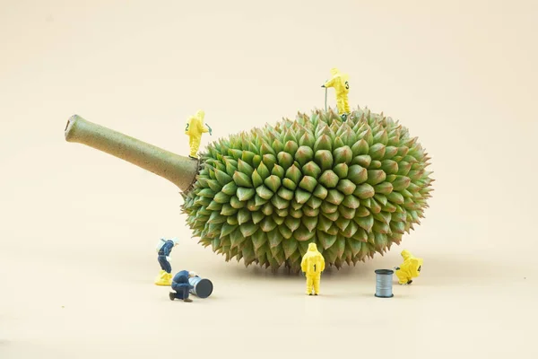 Equipe Miniatura Técnicos Limpeza Tóxica Durian Limpeza Conceito Frutas Foco — Fotografia de Stock
