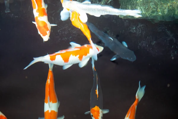 池塘里色彩艳丽的科伊鲤鱼喜欢吃漂浮的饲料 — 图库照片