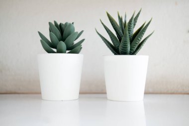 Küçük yeşil sulu bitkiler beyaz plastik bir tencerede, tahta masada.