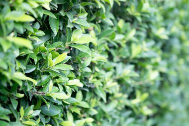 Yeşil yaprak dokusu ya da yaprak arkaplanı. Sığ alan derinliği.