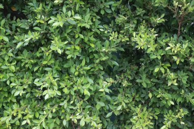 Yeşil yaprak dokusu ya da yaprak arkaplanı. Ağaç doğa arkaplanı bırakır.