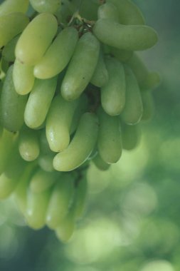 Taze, sağlıklı ve lezzetli tohumsuz yeşil üzümler.