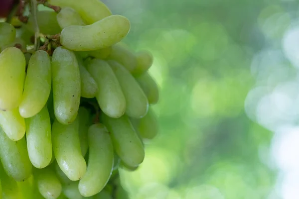 Świeża Masa Zdrowych Pysznych Zielonych Winogron Bez Nasion — Zdjęcie stockowe