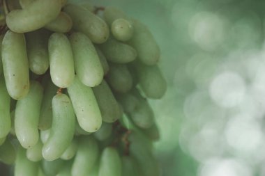 Taze, sağlıklı ve lezzetli tohumsuz yeşil üzümler.