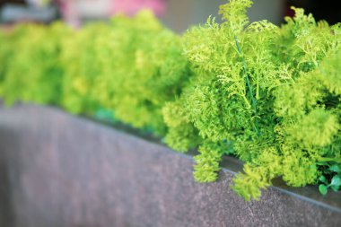 Evin veya kafenin güzel yapay bitki süslemesi