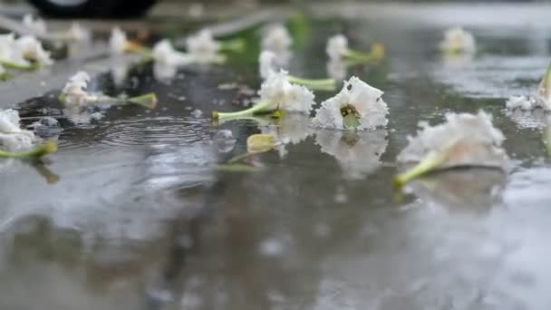 Lluvia Jardín — Vídeos de Stock