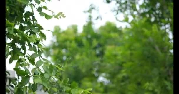 Árvore Folhas Verde Soprando Vento Árvore Céu Azul Ramo Árvore — Vídeo de Stock