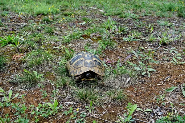 Turtle Galichitsa National Park Northern Macedonia — Stock Photo, Image