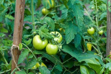Bahçe içinde dal üzerinde taze yeşil domates