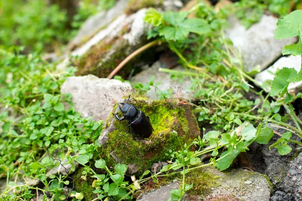 Closeup of common stag beetle female (Lucanus =us) in natural habitat — Fotografia de Stock
