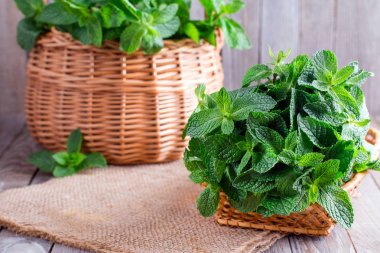 Ahşap arka plan üzerinde taze nane. Seçici odak