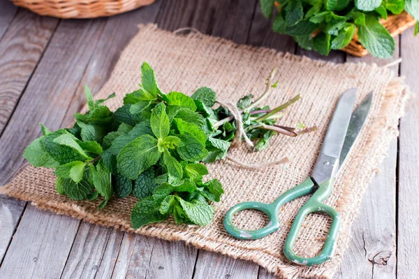 Makas ile ahşap bir masa üzerinde taze yeşil nane demet