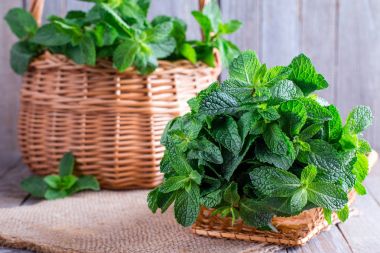 Eski ahşap arka plan üzerinde bir sepet içinde nane. Seçici odak. Kopya alanı