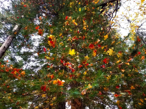 Gelbe, rote und orangefarbene Herbstblätter stecken in Bäumen fest — Stockfoto