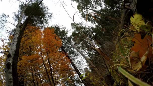 Hojas amarillas y naranjas cayendo de los árboles — Vídeo de stock