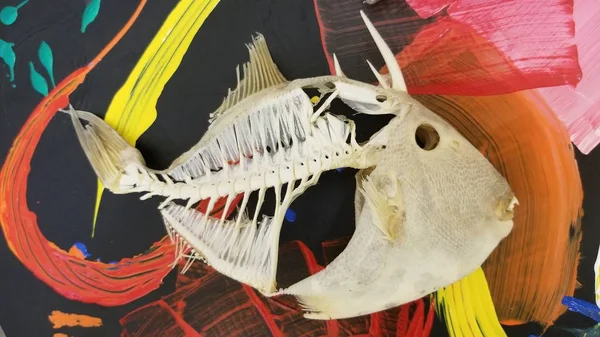 Triggerfish skeleton on pop art table top