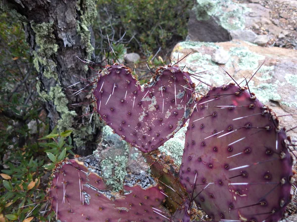 Cactus a forma di cuore viola spinoso in Arizona — Foto Stock