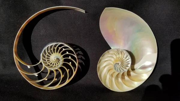 Chambered nautilus powłoki sekcje izolowane na czarnym tle — Zdjęcie stockowe