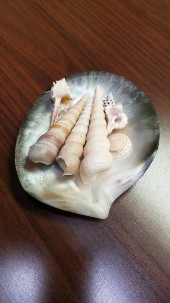 Coquillages de la mer de Chine méridionale sur coquille d'huître perle noire — Photo