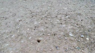 Karınca yuvası çalışan birçok karıncayla açılıyor