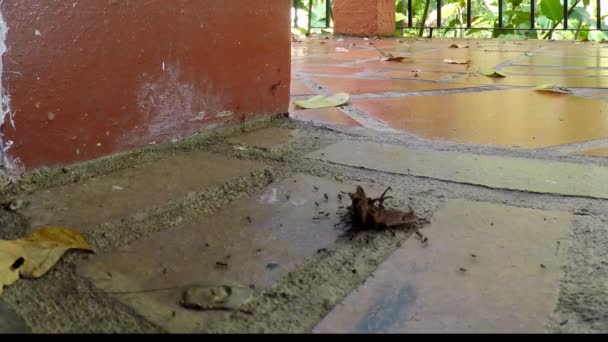 Döglött lepkét cipelő hangyák a sarkon. — Stock videók