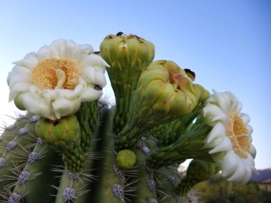 Çoklu saguaro kaktüsü çiçekleri ve açılmamış tomurcuklar.