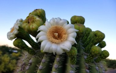 Tek açık saguaro kaktüsü çiçeği ve açılmamış tomurcuklar.