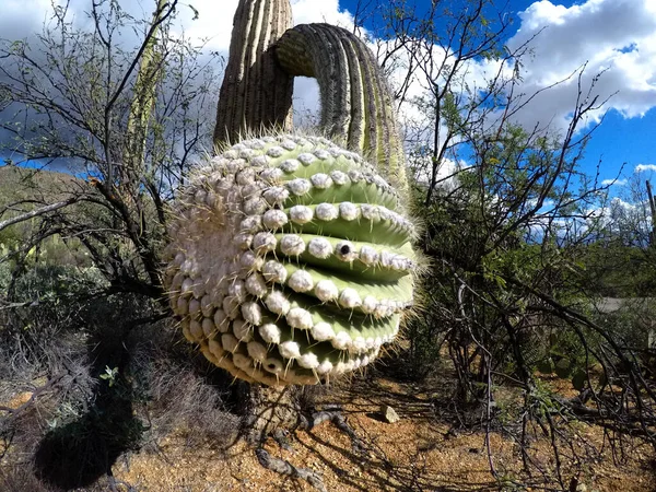 Saguaro con braccio cadente che mostra la sua punta — Foto Stock