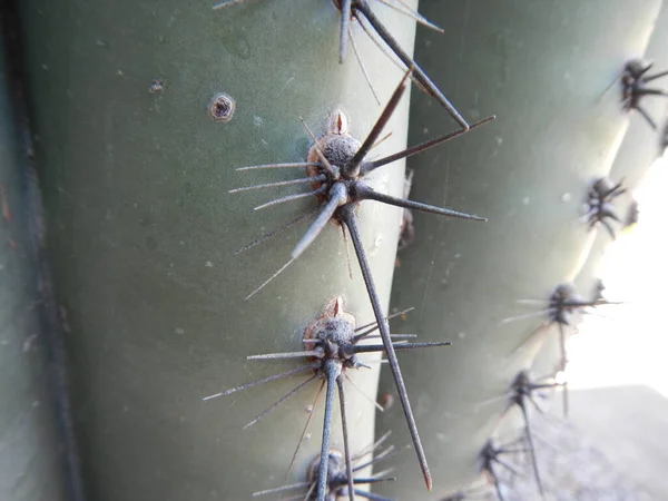 Saguaro cactus spine da vicino Tucson Arizona — Foto Stock