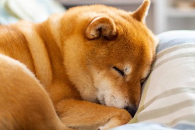 Evcil köpek rahat bir şekilde uyuyor ve yatağa kıvrılıyor.