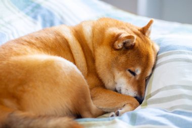 Evcil köpek rahat bir şekilde uyuyor ve yatağa kıvrılıyor.