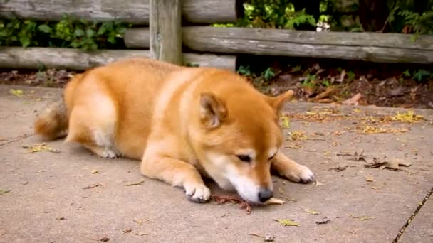 Cane Compagnia Shiba Inu Annusare Giro Essere Curioso Circostante — Video Stock