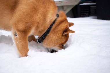 Kar günü, shiba inu, kardaki evcil köpek. 