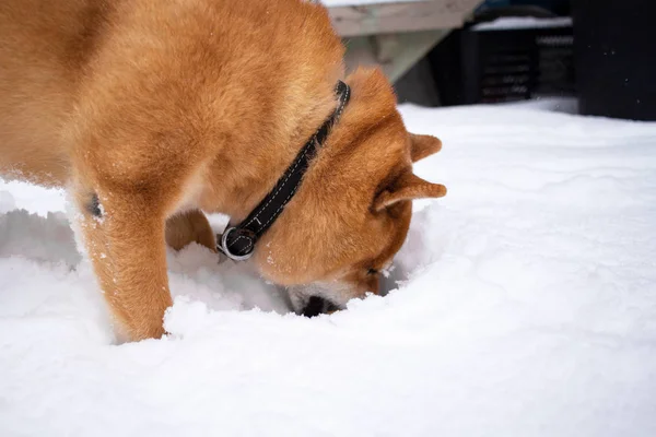 Schneetag Shiba Inu Suchhund Schnee — Stockfoto