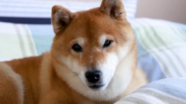 Evcil köpek, shiba inu, rahatlamaya ve uyumaya hazırlanıyor.