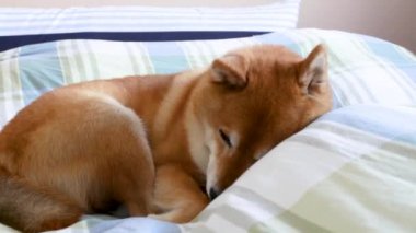 Evcil köpek, shiba inu, uyuyor ve bakıyor. 
